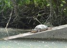 Turtle  Turtle. Kayaking North Shore Channel : 2018, Kayaking, North Shore Channel, Skokie, paddling